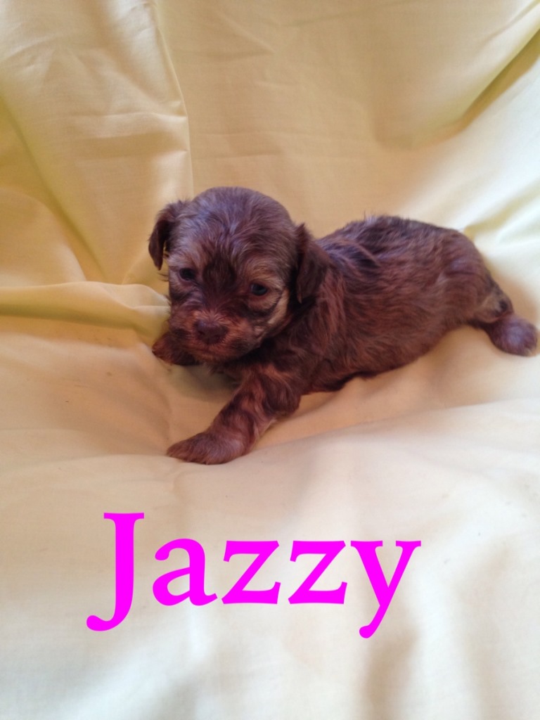 Havanese Puppies Utah